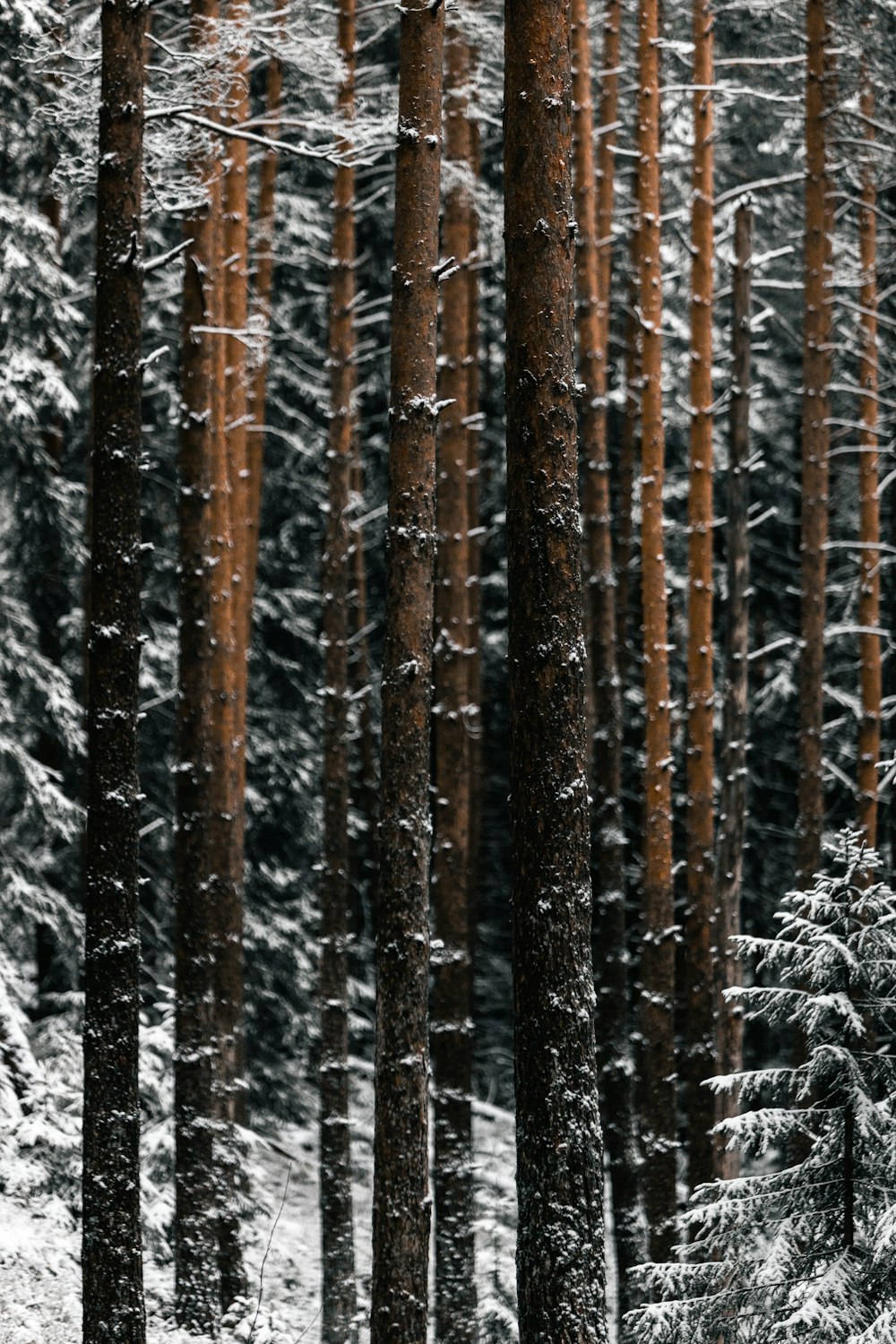 brown tree branches covered with snow