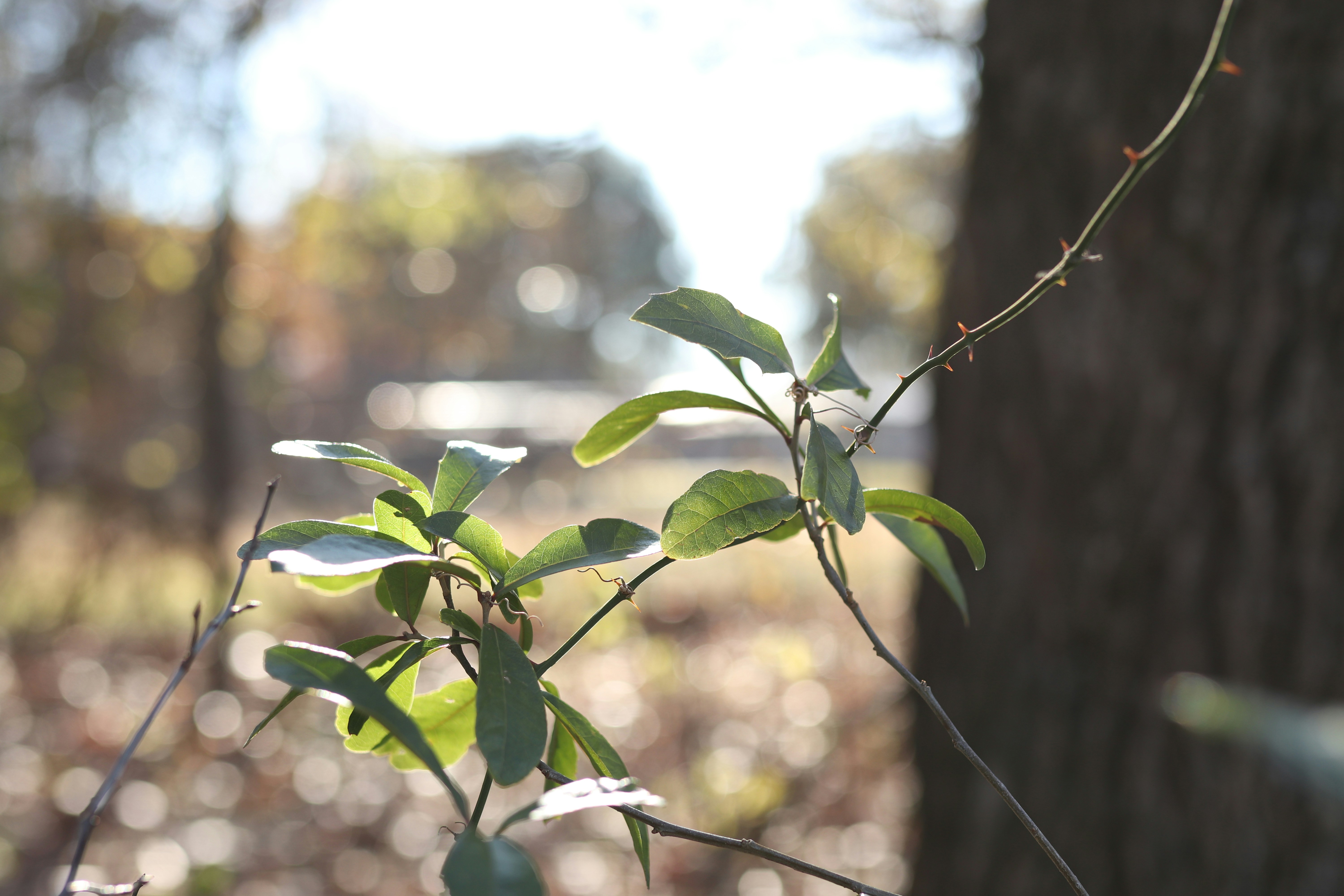 green leaves in tilt shift lens
