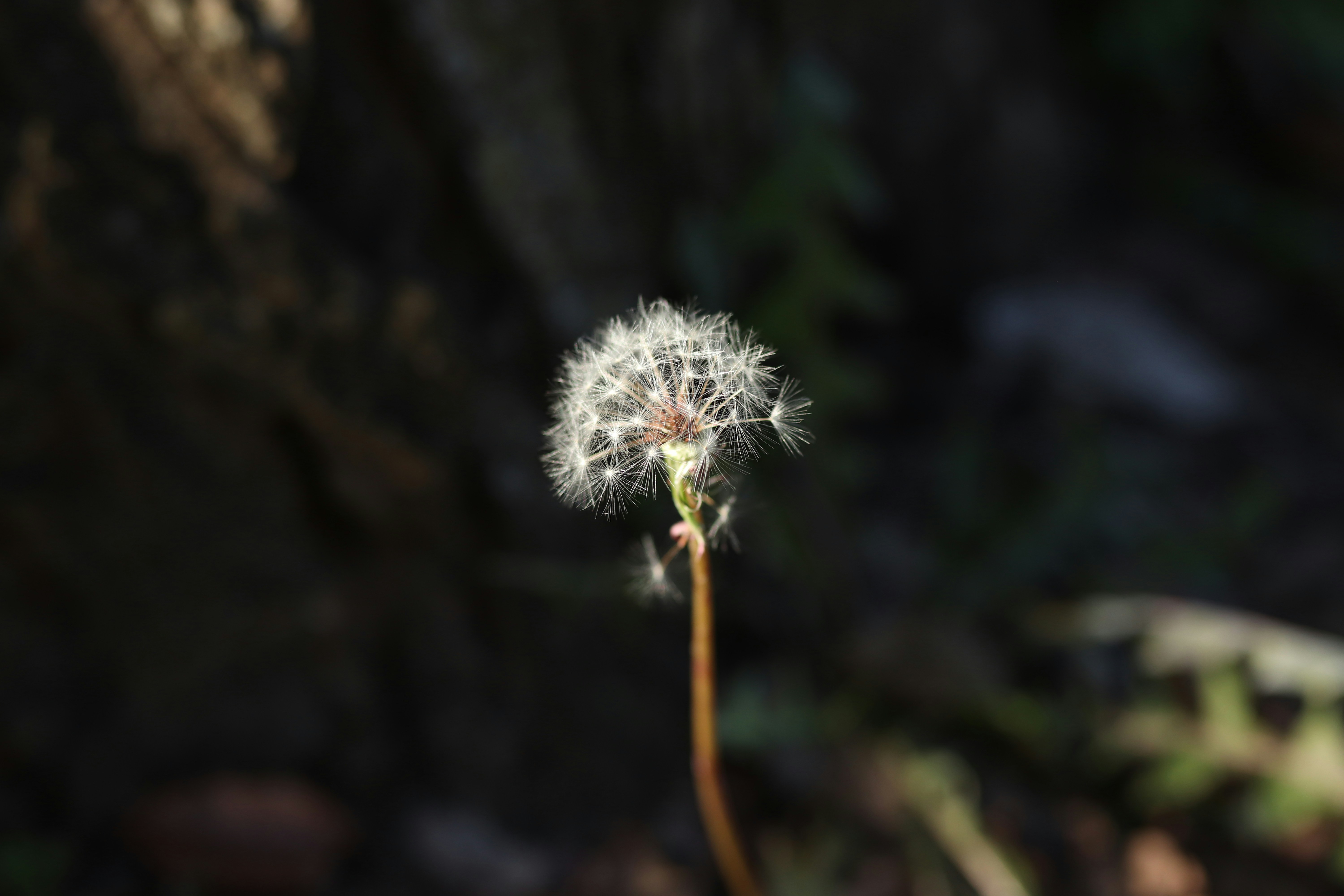 white dandelion in close up photography