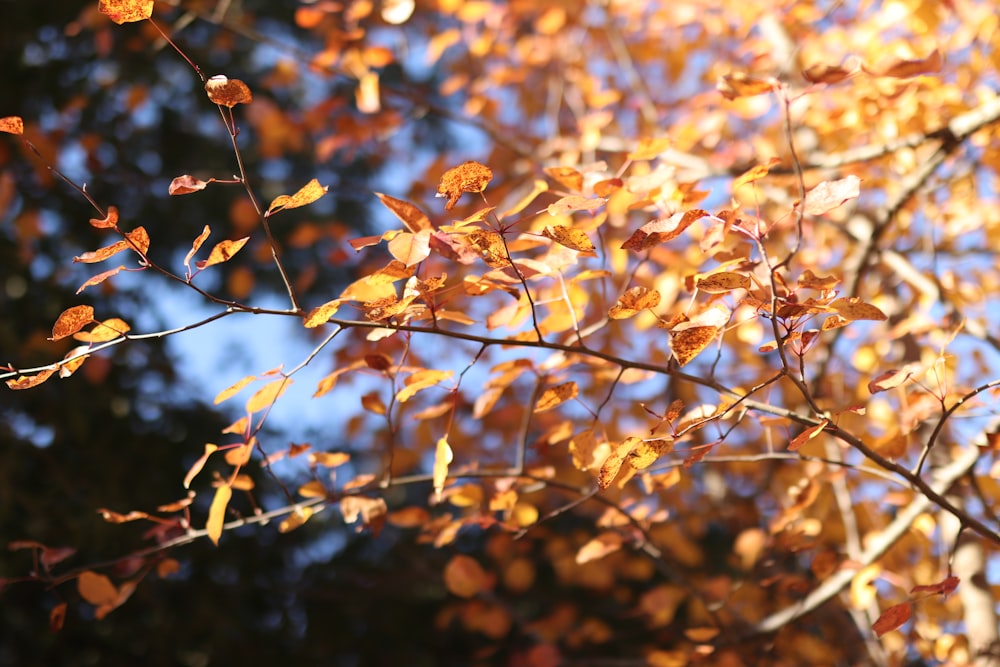 brown leaves on brown tree branch