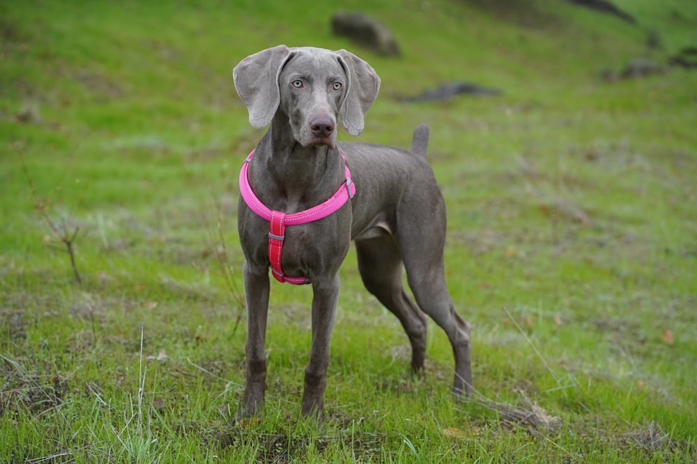 chien gris à poil court sur le champ d’herbe verte pendant la journée