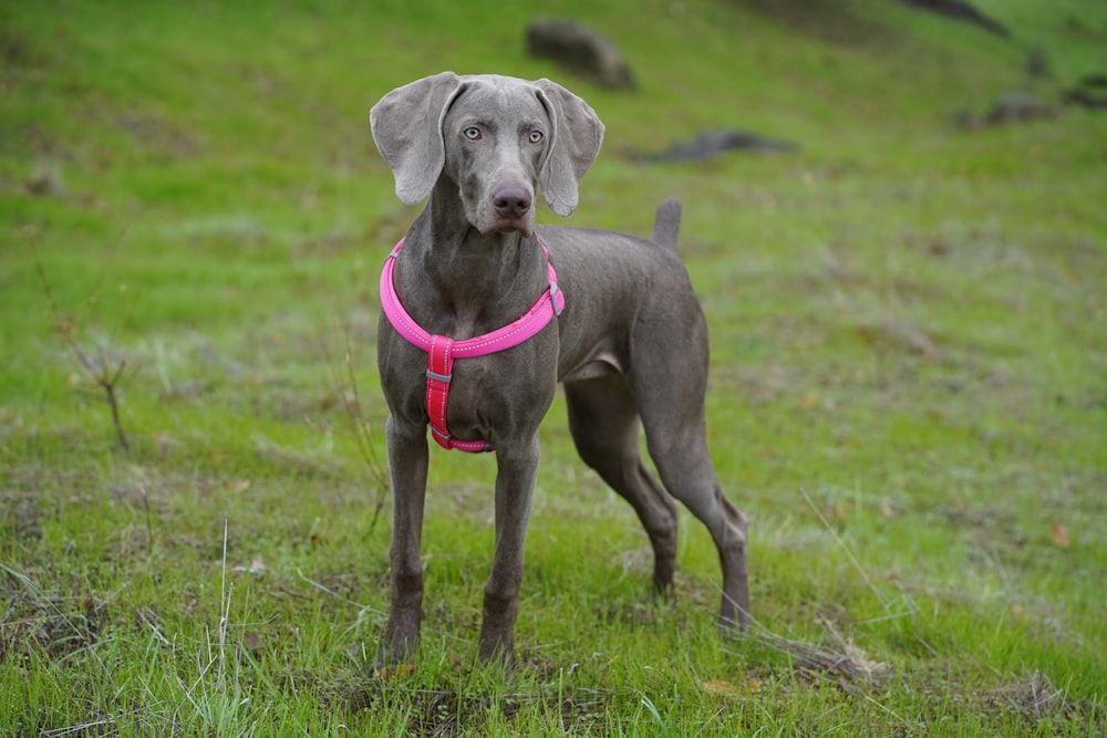 gray short coated dog on green grass field during daytime