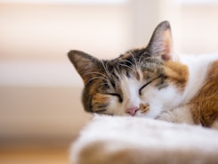 brown tabby cat lying on white textile