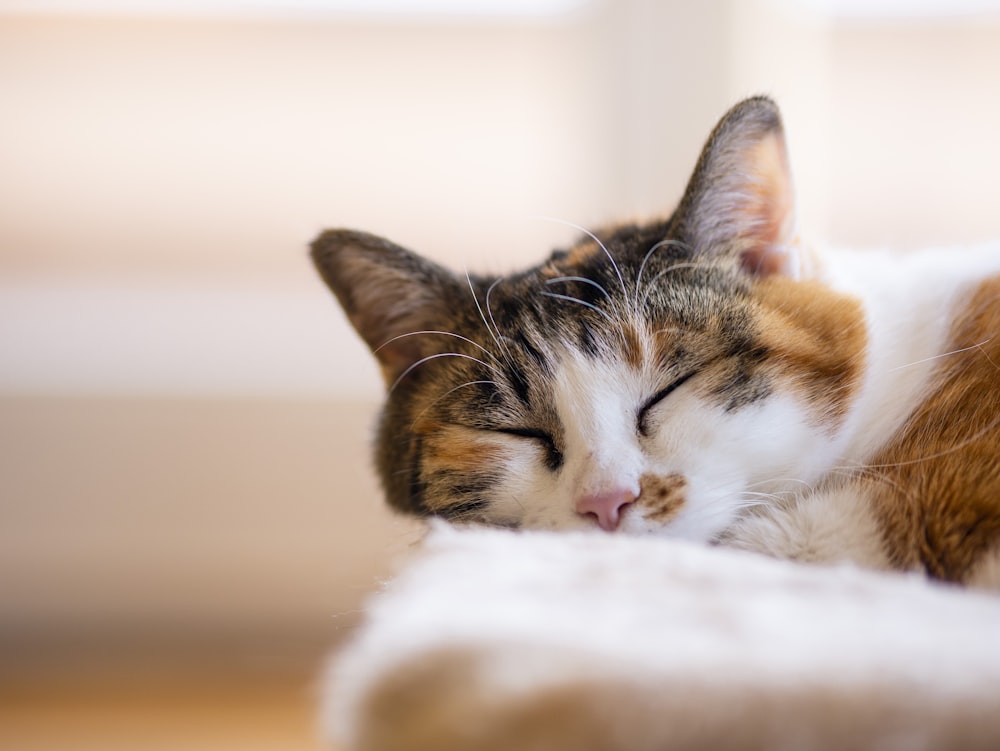 白い布地に横たわる茶色のぶち猫