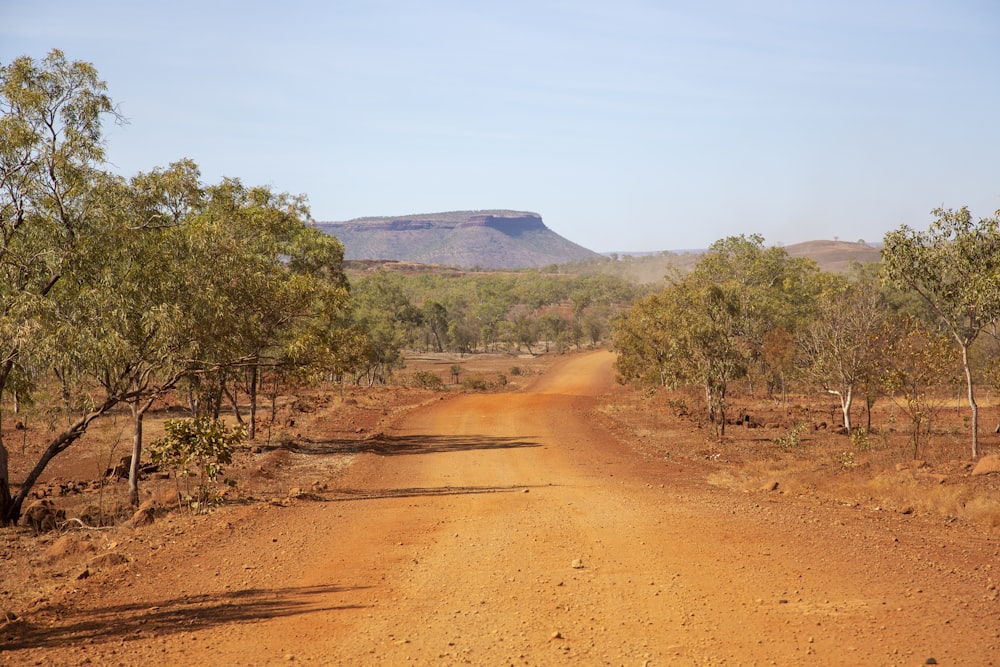 green trees on brown dirt road during daytime