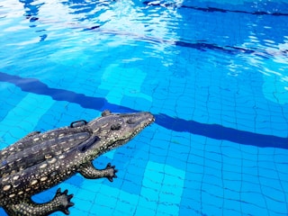 A realistic crocodile toy floats in a clear blue swimming pool, with the sun reflecting off the water's surface. The pool's tiles are visible beneath the water.