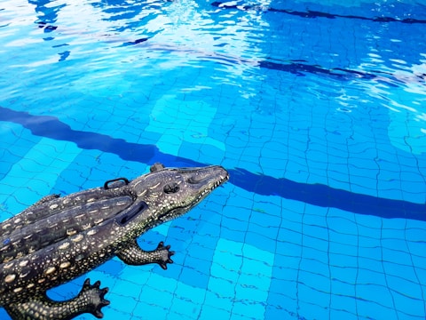 A realistic crocodile toy floats in a clear blue swimming pool, with the sun reflecting off the water's surface. The pool's tiles are visible beneath the water.