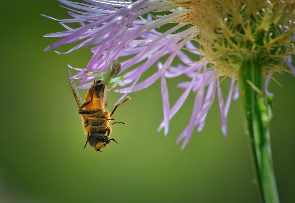 brown and black bee on purple flower