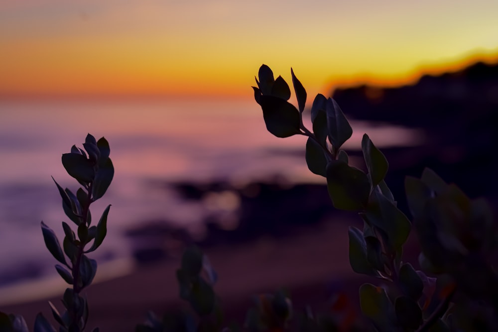 green plant during golden hour