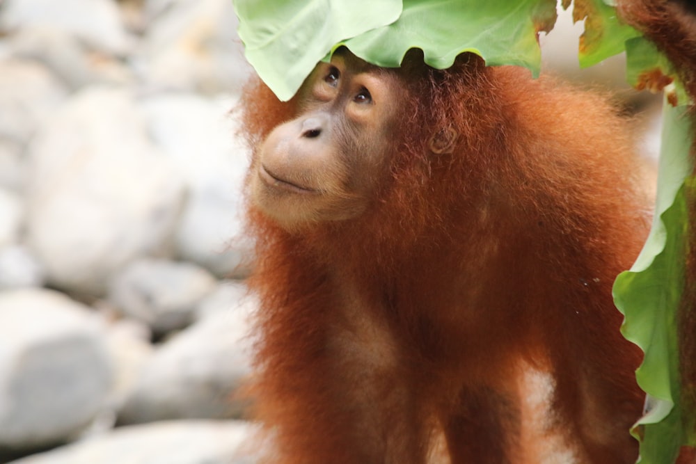 Foto Um macaco branco e marrom sentado em cima de um trilho vermelho –  Imagem de Macaco grátis no Unsplash