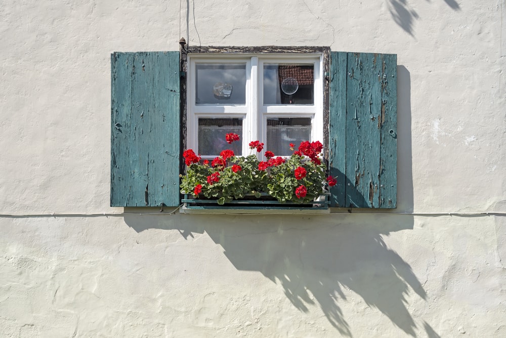 red and white flowers on window