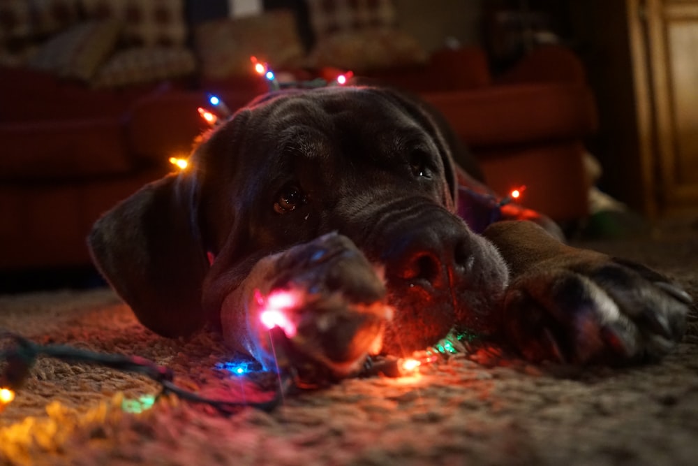 black short coated dog lying on ground with string lights