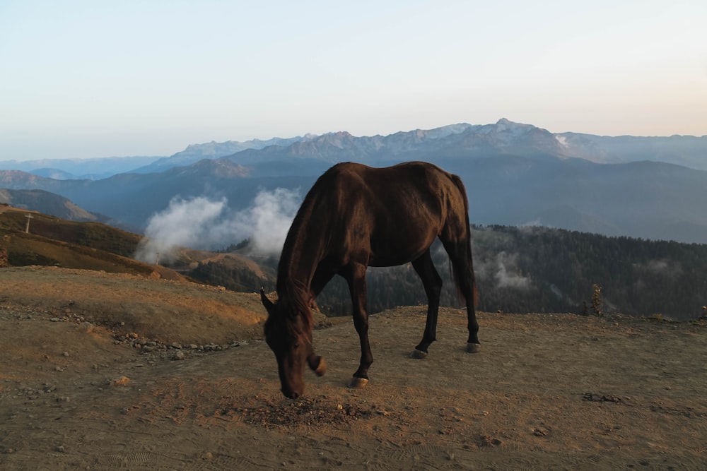 brown horse on brown field during daytime