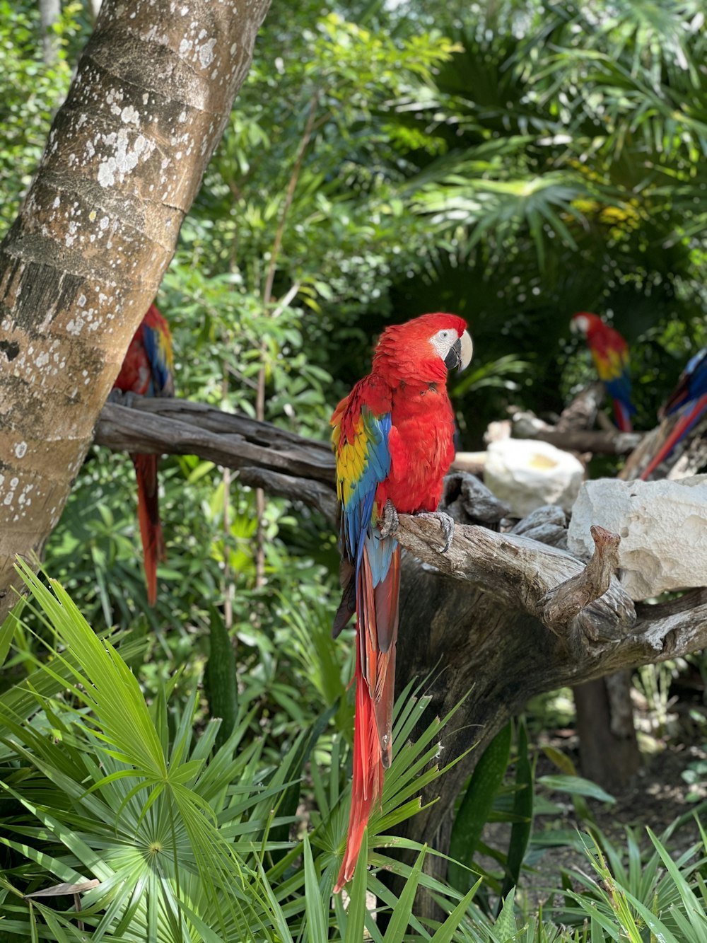 red and blue macaw on brown tree branch during daytime
