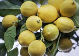 A cluster of ripe, yellow lemons with green leaves attached. The lemons are resting on a reflective surface, creating a shiny effect. The background is softly blurred, highlighting the fresh appearance of the lemons.