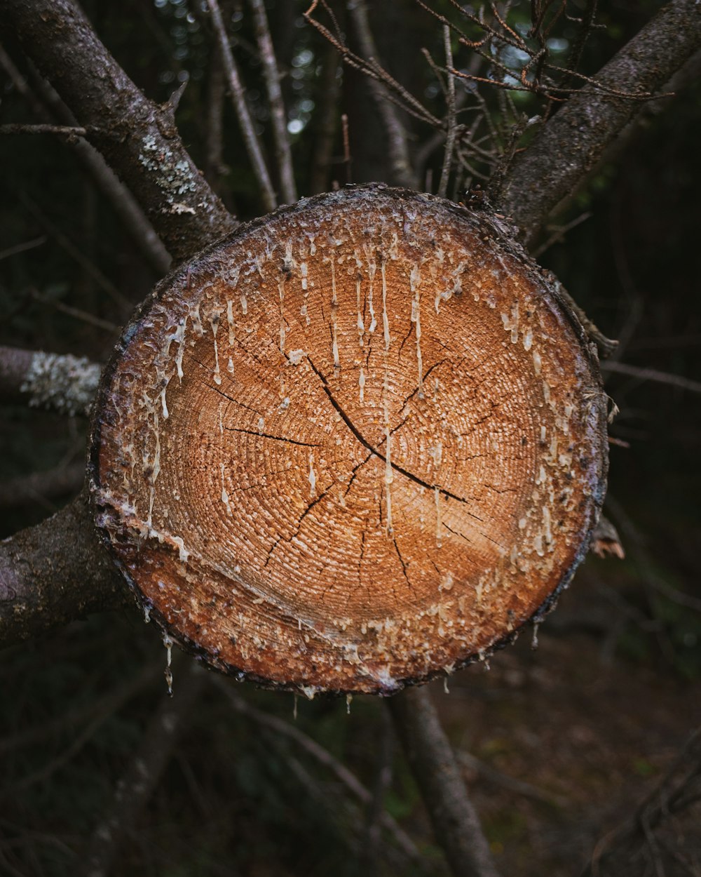 branche d’arbre brune avec des fruits ronds bruns