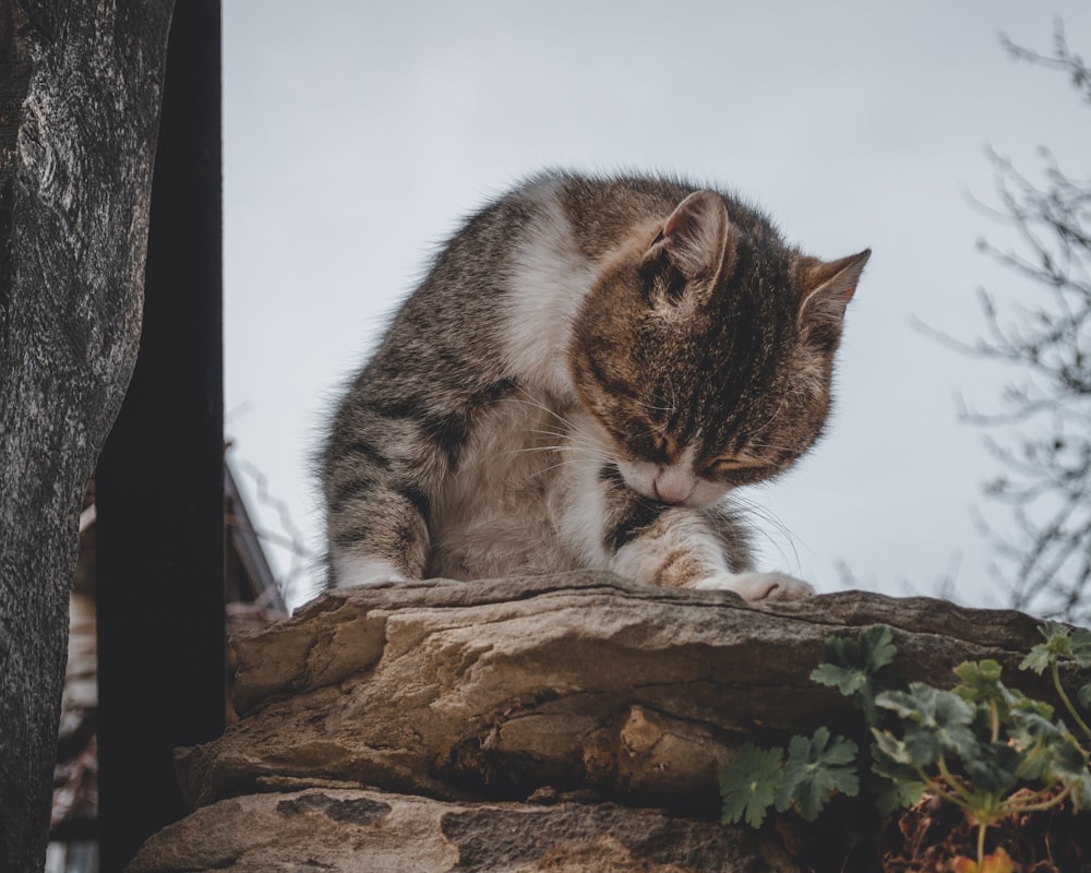 brown tabby cat on brown tree trunk