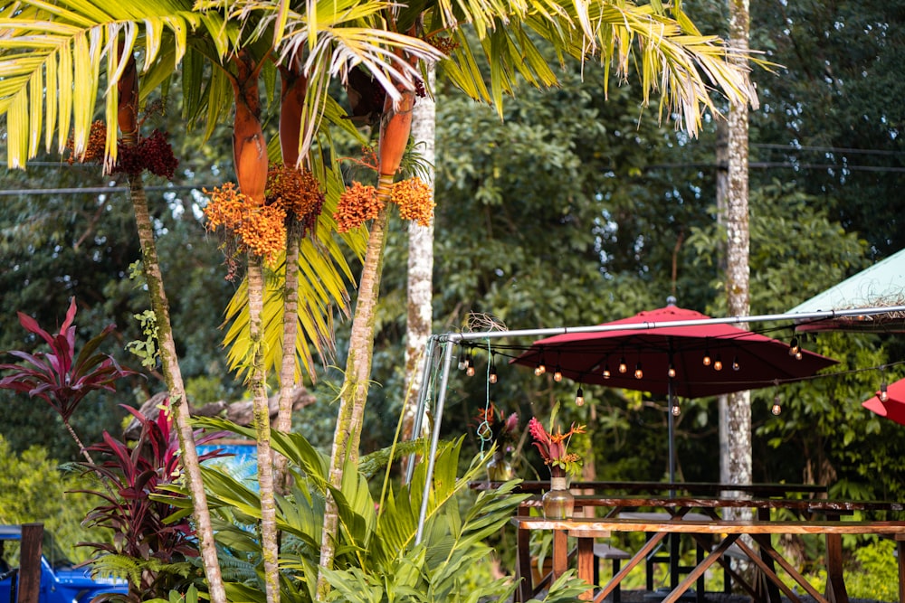 red umbrella near palm trees