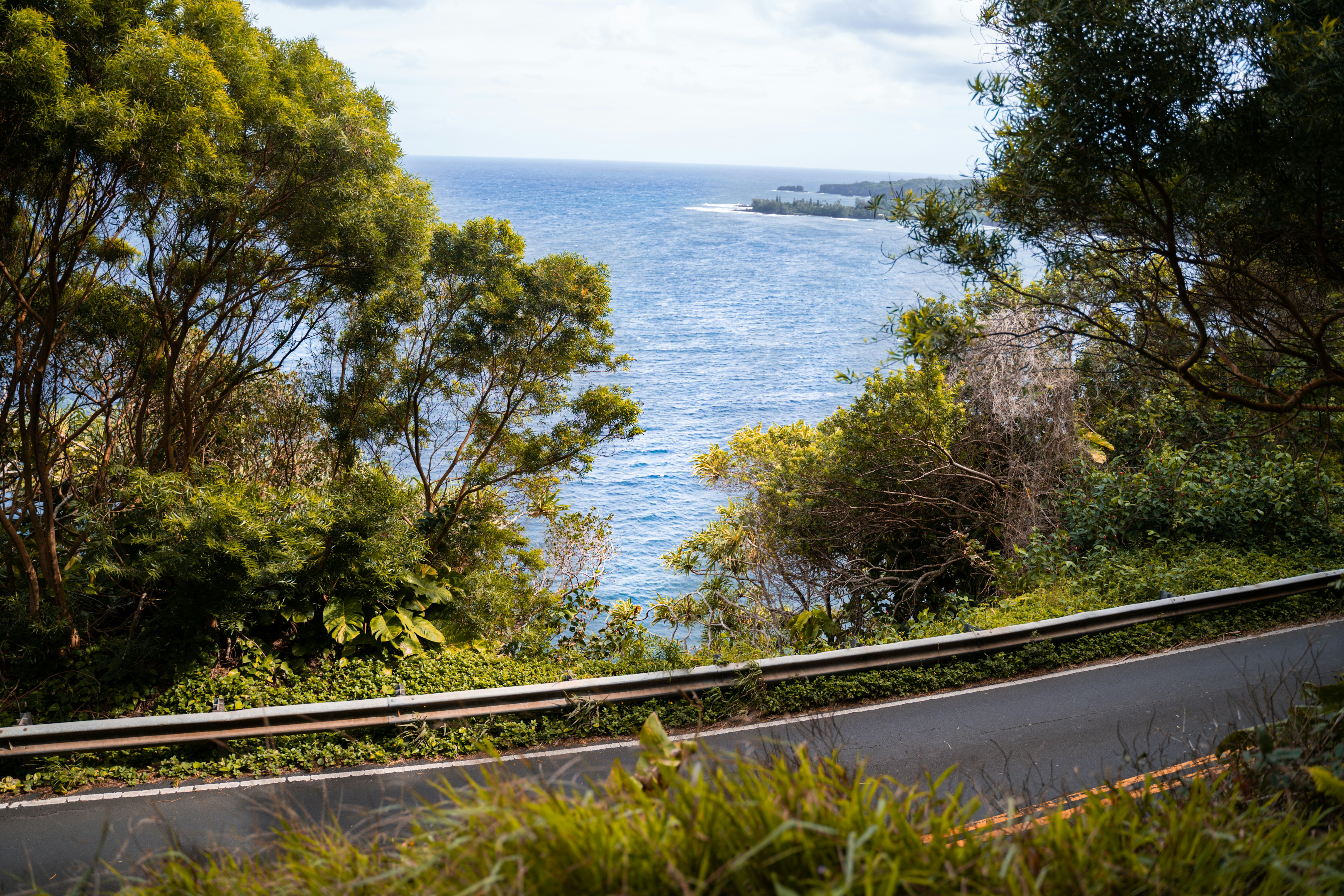 green trees beside sea during daytime
