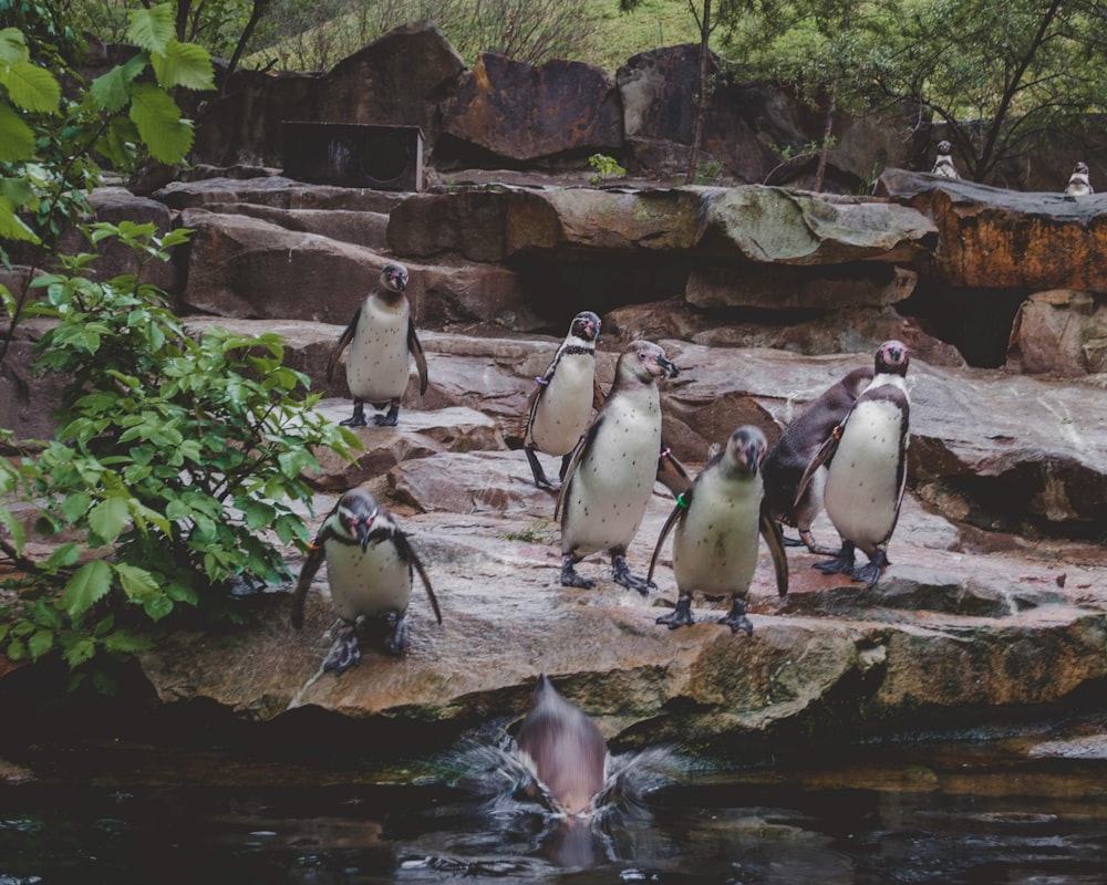 penguins on water near rocks