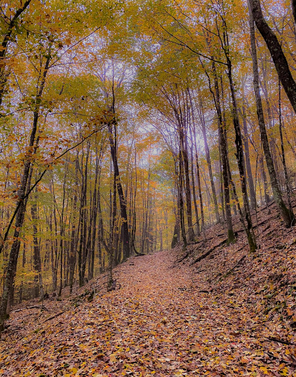 brown trees on brown soil