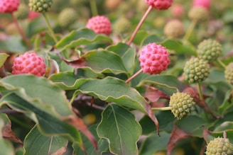 Close-up of vibrant, ripe fruit on a plant nourished by Biovivid-3.