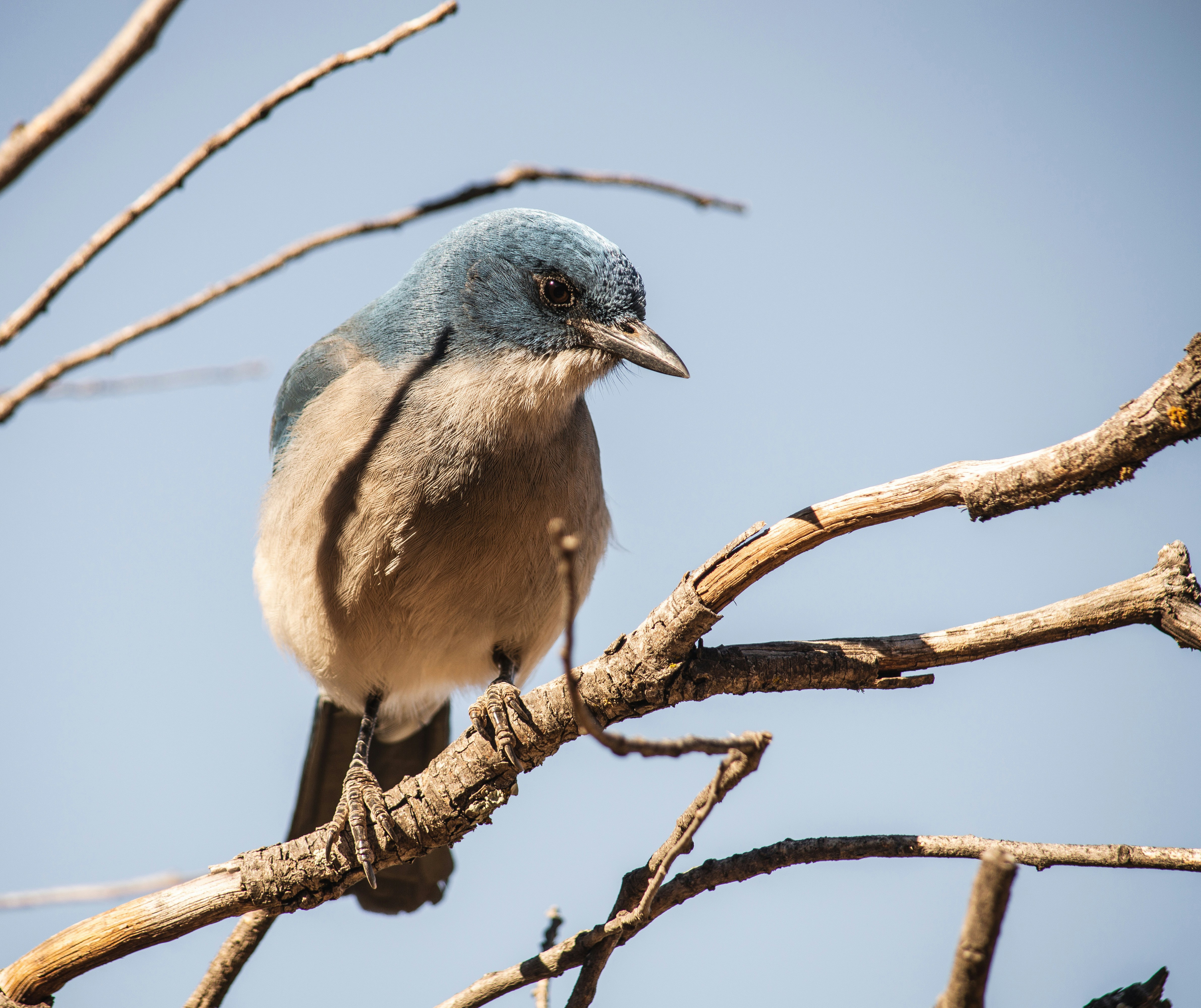 blue and brown bird on brown tree branch during daytime