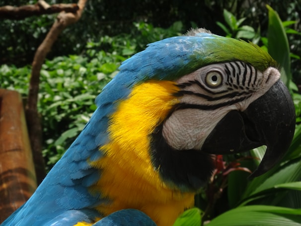 A close-up of exotic Amazonian wildlife.