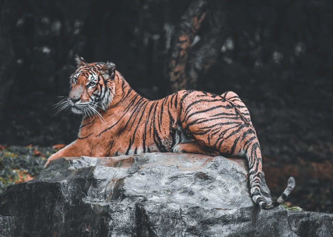 tiger