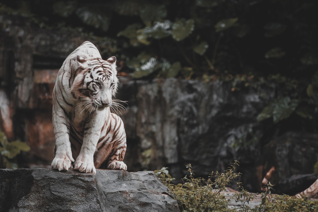white and brown tiger on gray rock