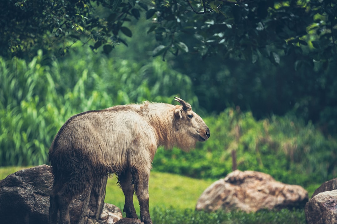 brown cow on green grass field during daytime