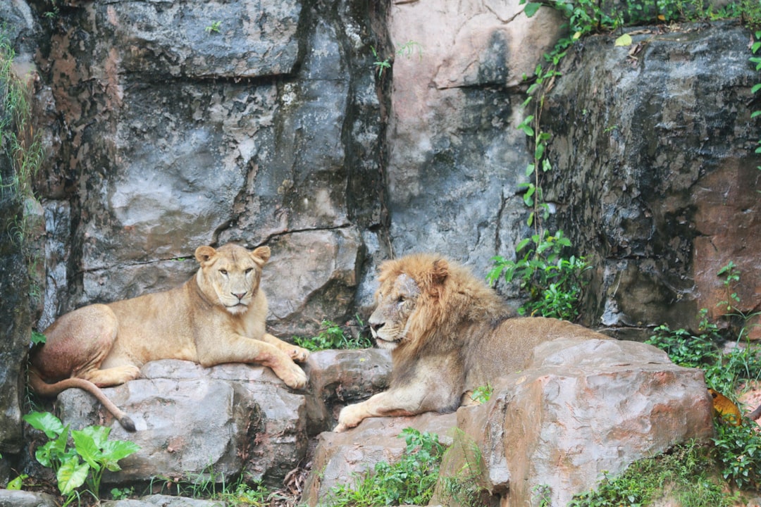 lion lying on rock during daytime