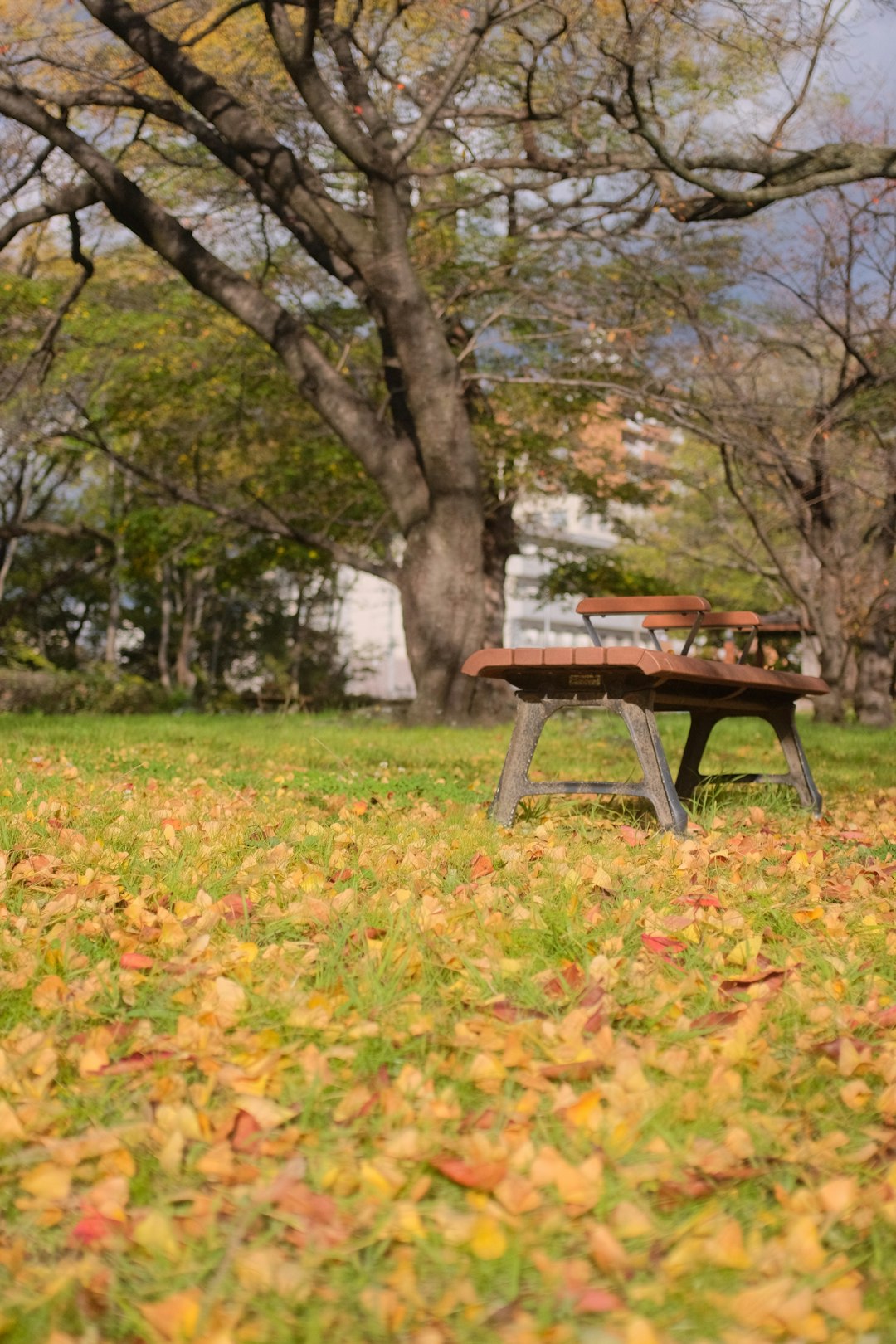 brown wooden picnic table on green grass field