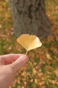 Close-up of hands holding a delicate ginkgo leaf against a muted blue background.