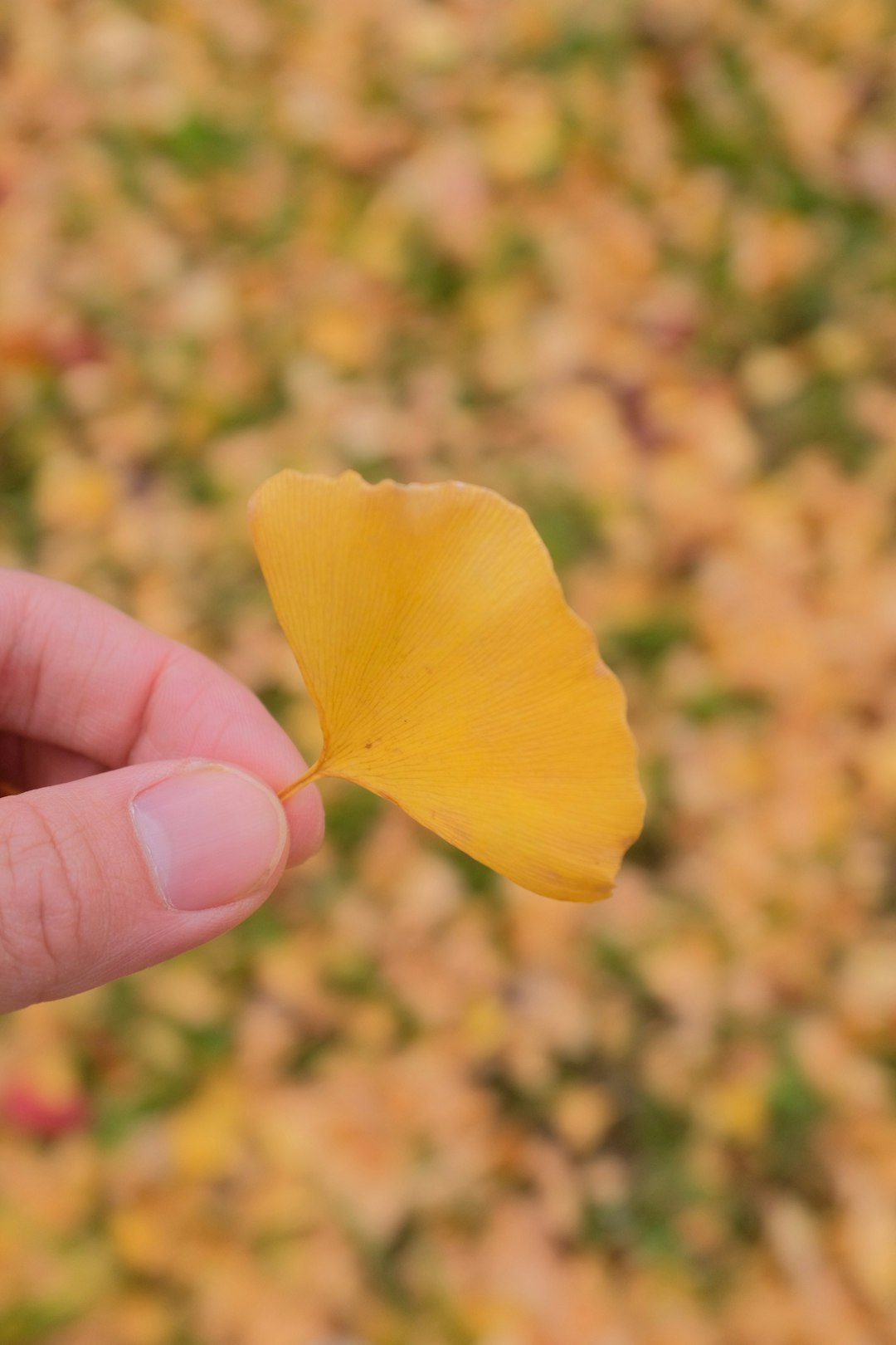 yellow flower on persons hand