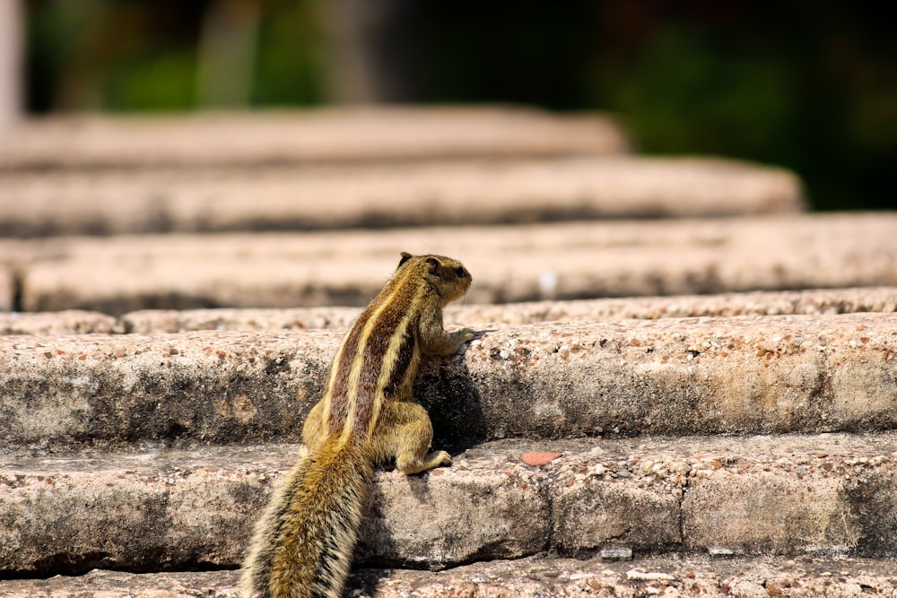 brown and black lizard on brown wooden surface