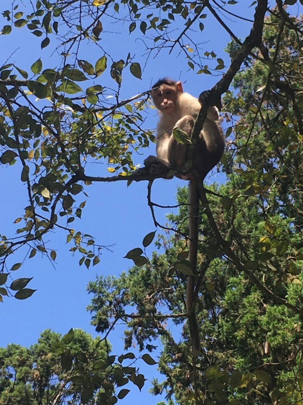 brown monkey on tree branch during daytime