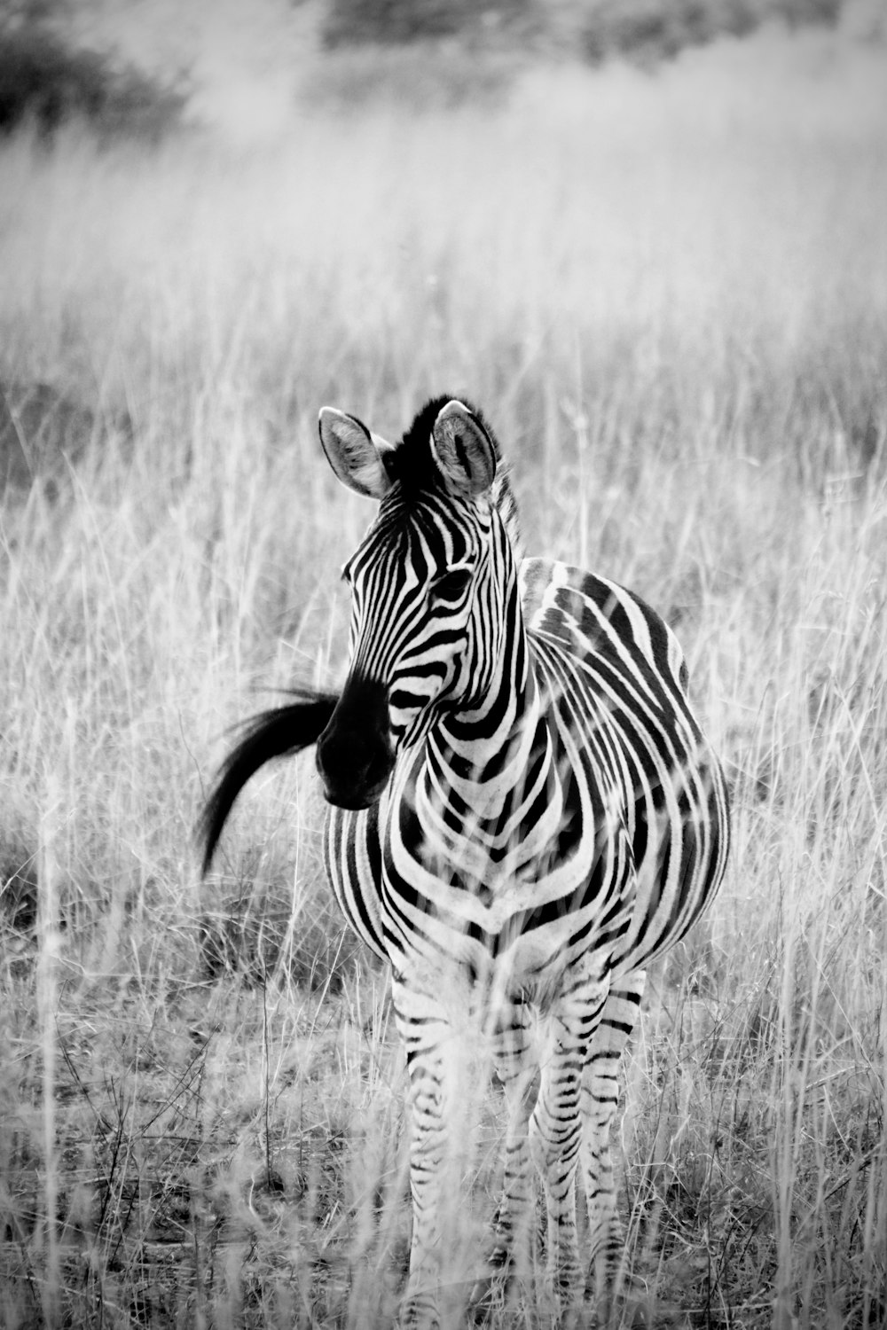 zebra standing on grass field in grayscale photography