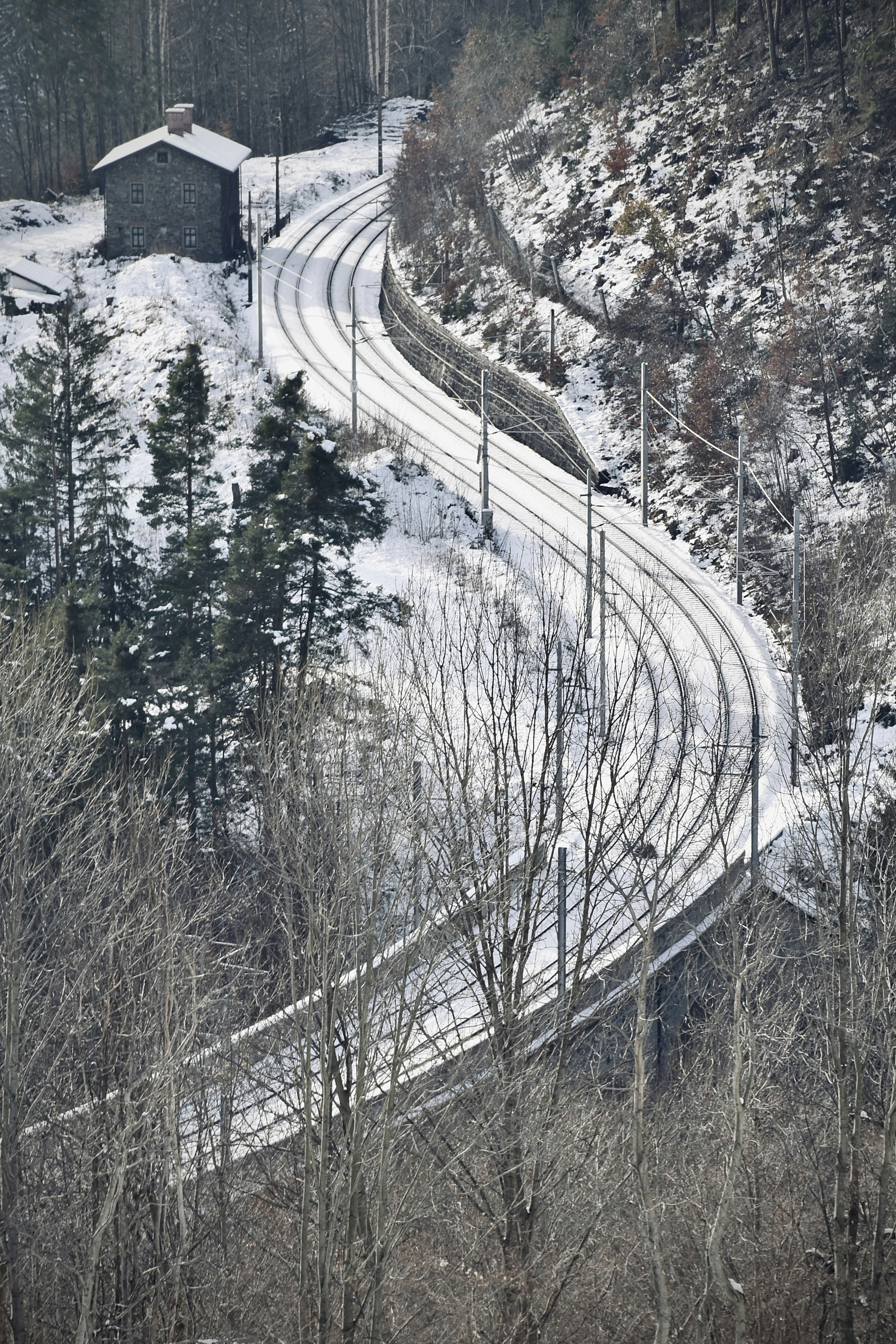Grüne Bäume auf schneebedecktem Boden