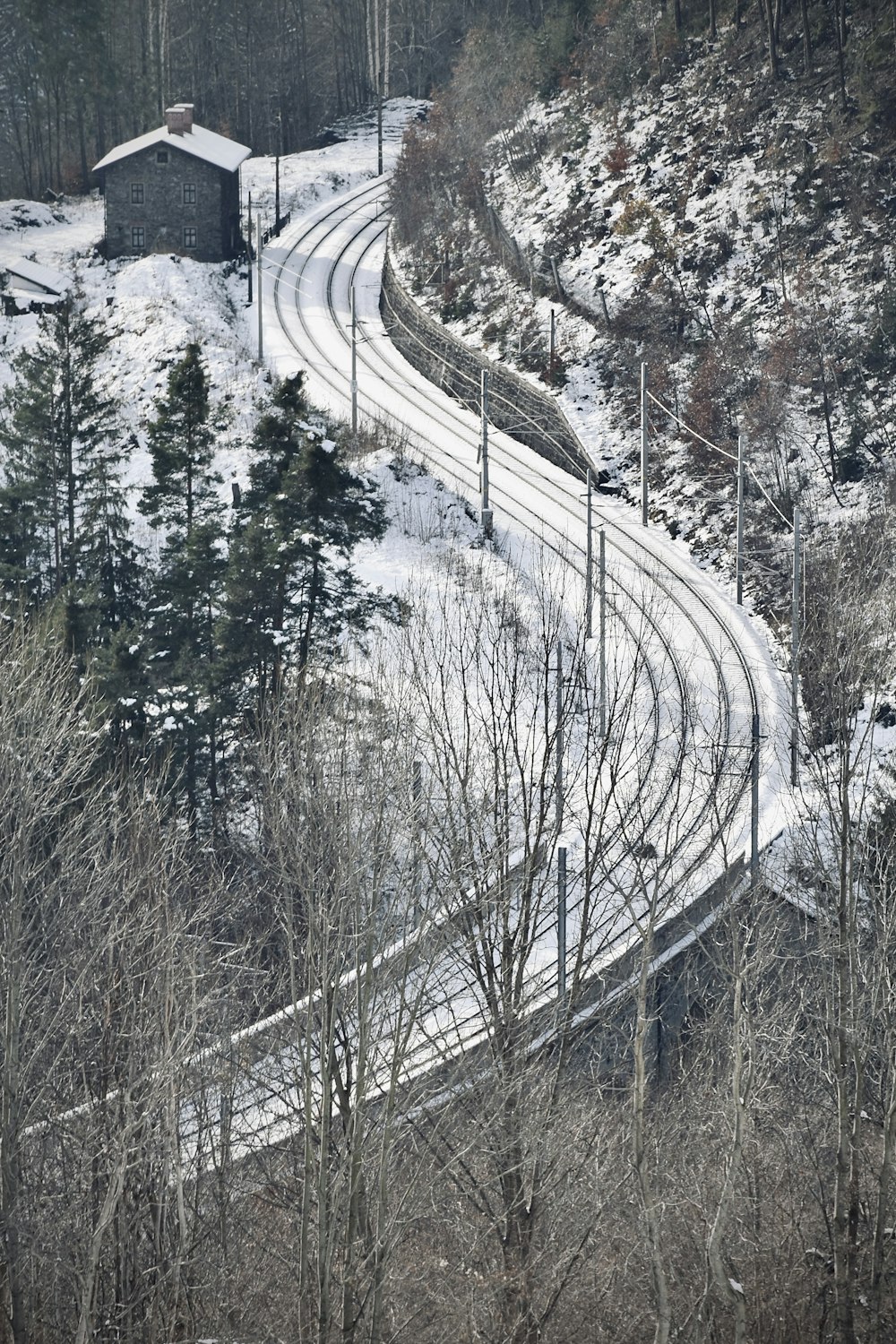 green trees on snow covered ground