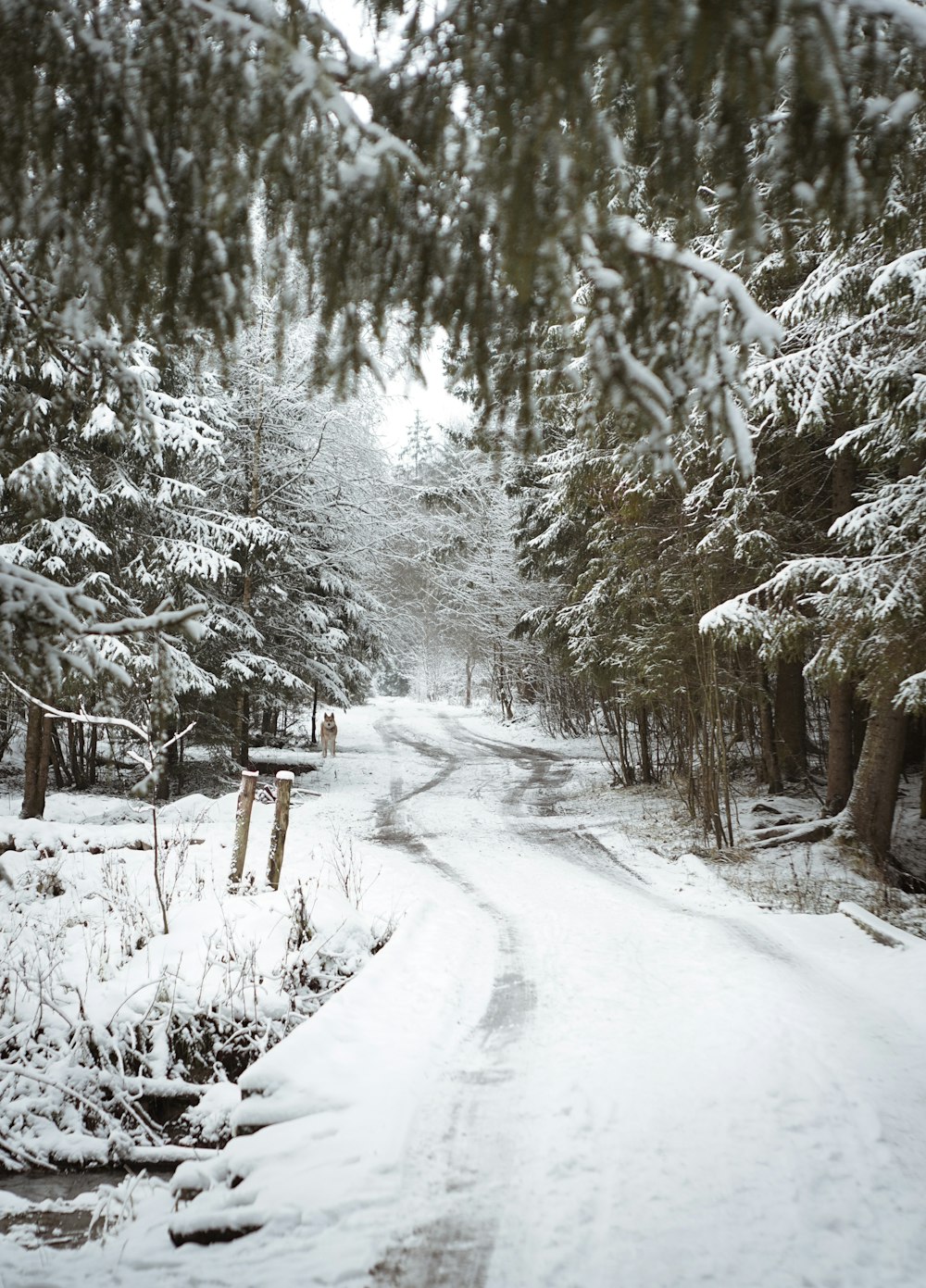 snow covered trees during daytime