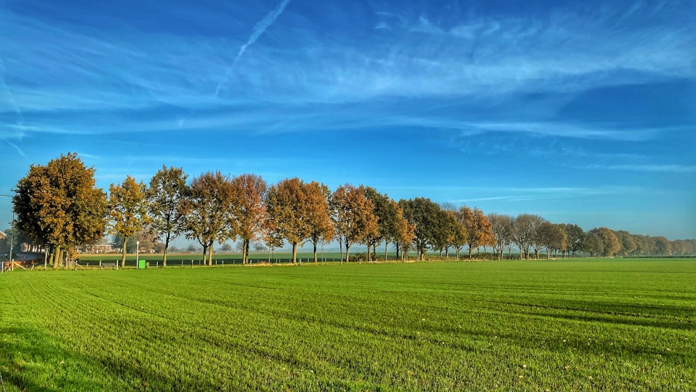 campo de hierba verde con árboles bajo el cielo azul durante el día