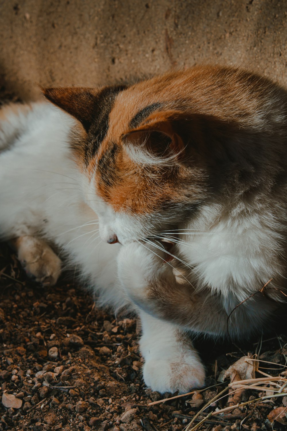 white and brown cat on brown soil