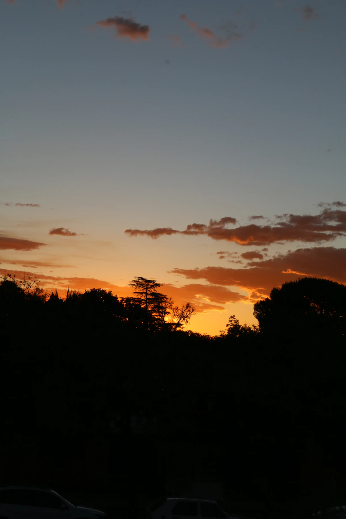 Silhouette of trees at sunset