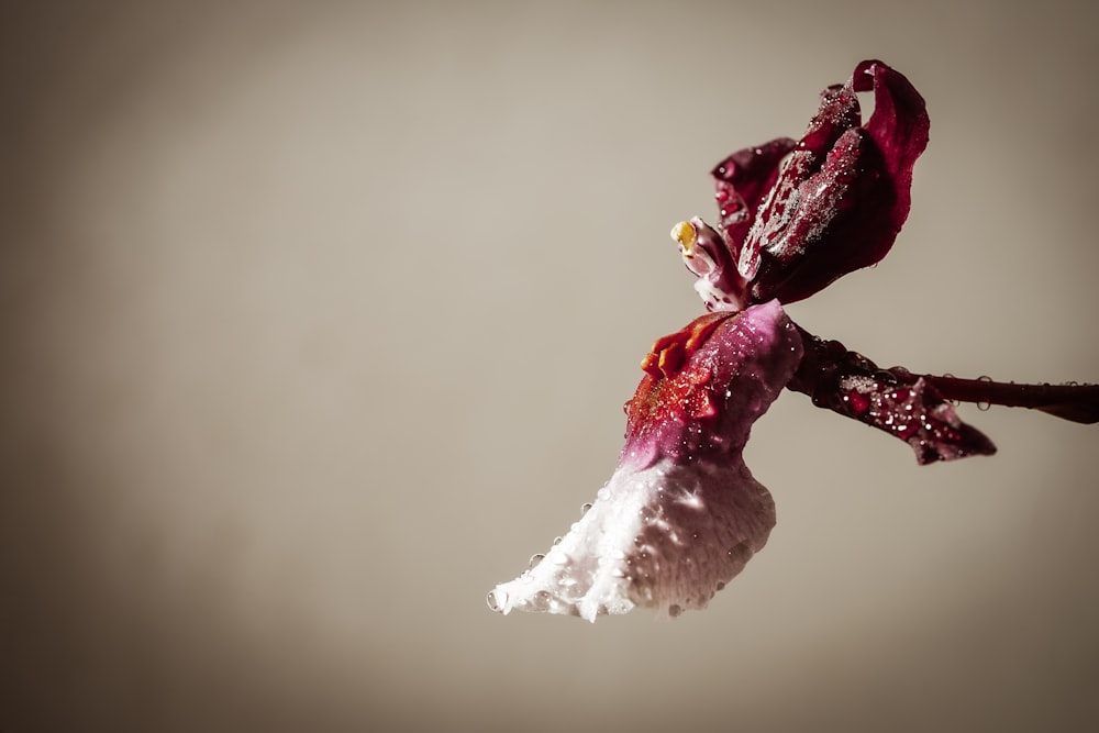 white and pink flower in close up photography