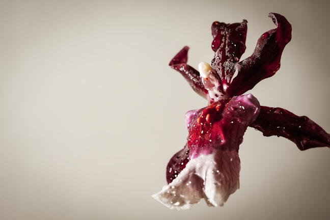 Close-up of a delicate watercolor painting of a blooming orchid on crisp white paper.