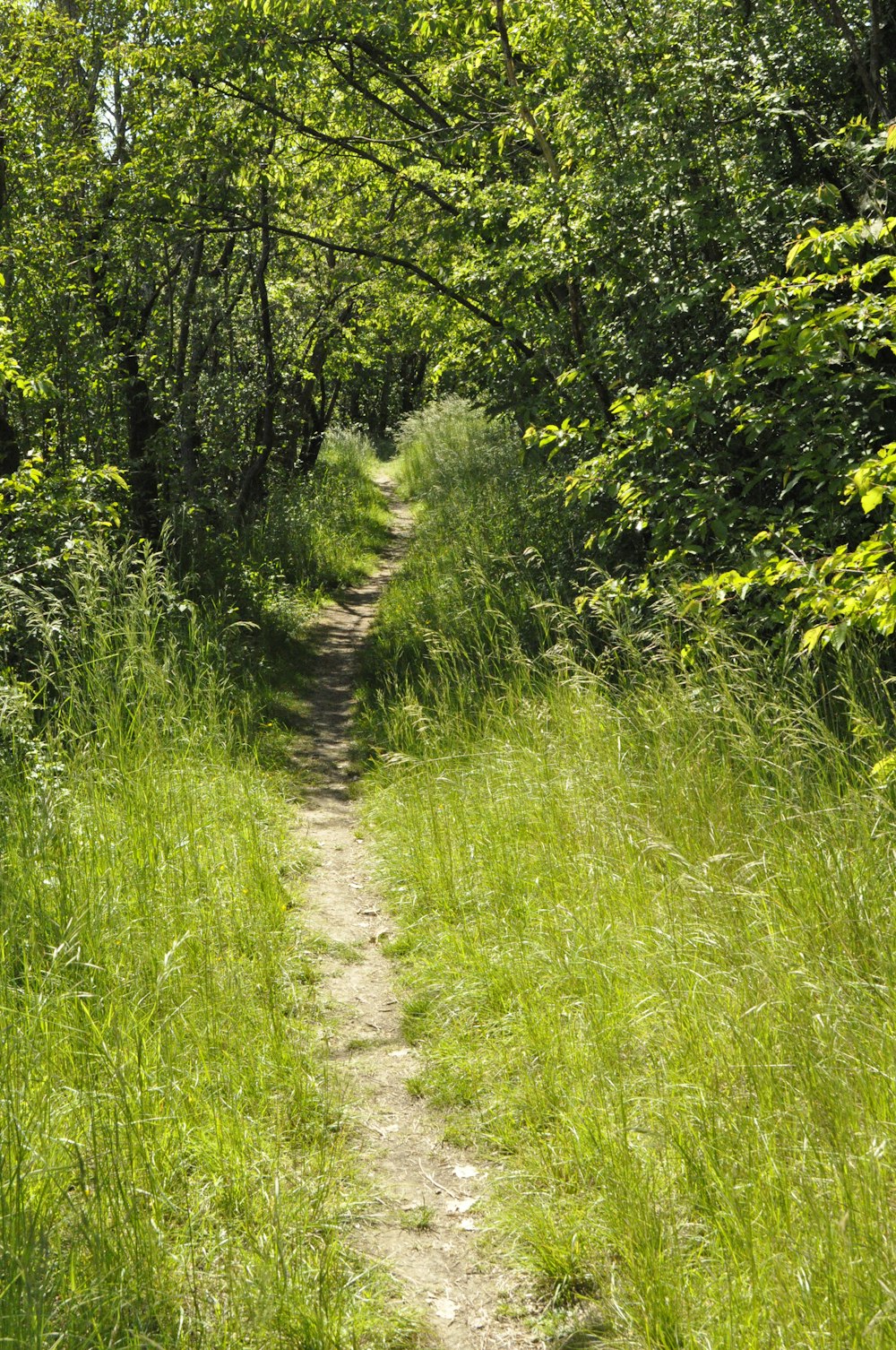 green grass and green trees