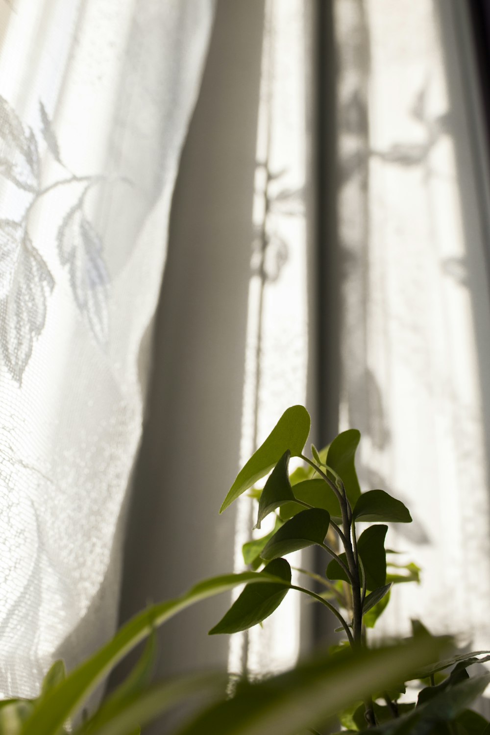 green plant on white window curtain