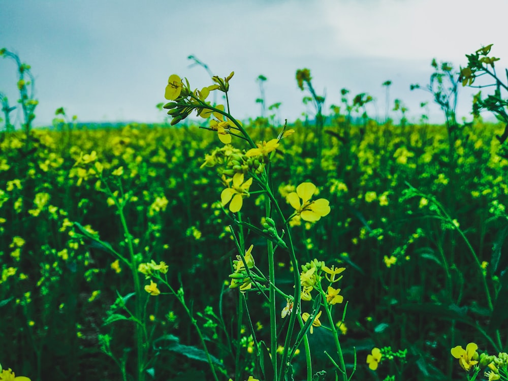 yellow flower field during daytime