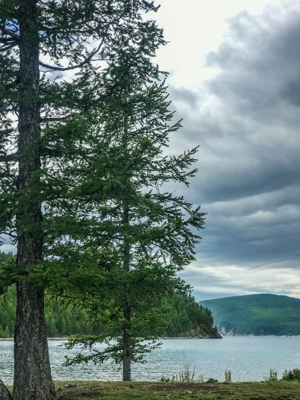 green tree near body of water under cloudy sky during daytime